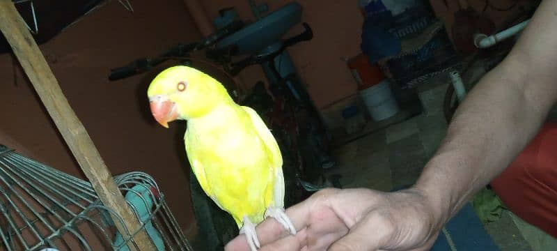 yellow Ring neck Hend Tamed parrot for sale 4