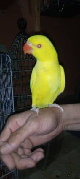 yellow Ring neck Hend Tamed parrot for sale 5