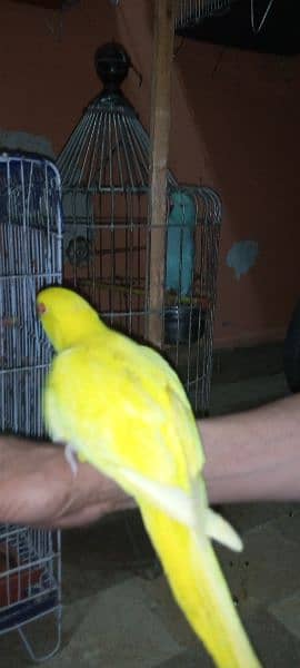 yellow Ring neck Hend Tamed parrot for sale 7
