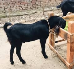 Bakra/Goat/Male/Available