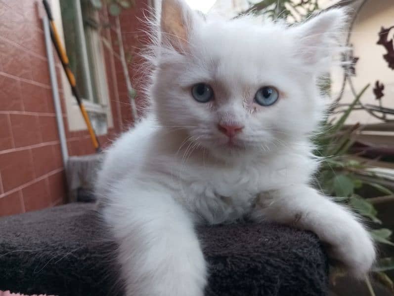 50 days white and grey pure persian kitten 1
