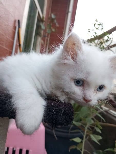 50 days white and grey pure persian kitten 2