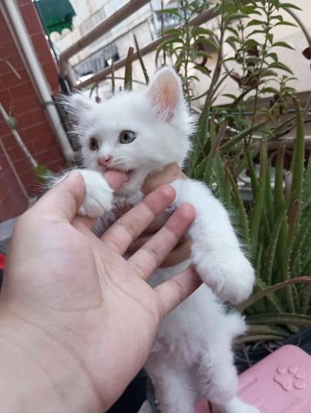 50 days white and grey pure persian kitten 4