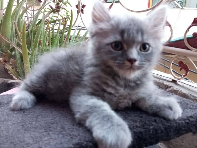 50 days white and grey pure persian kitten 5