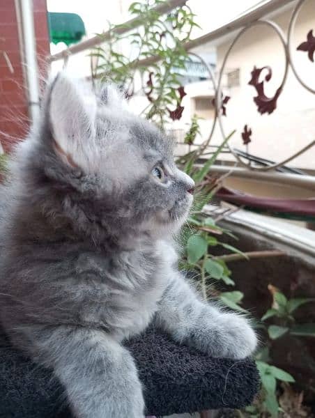 50 days white and grey pure persian kitten 6