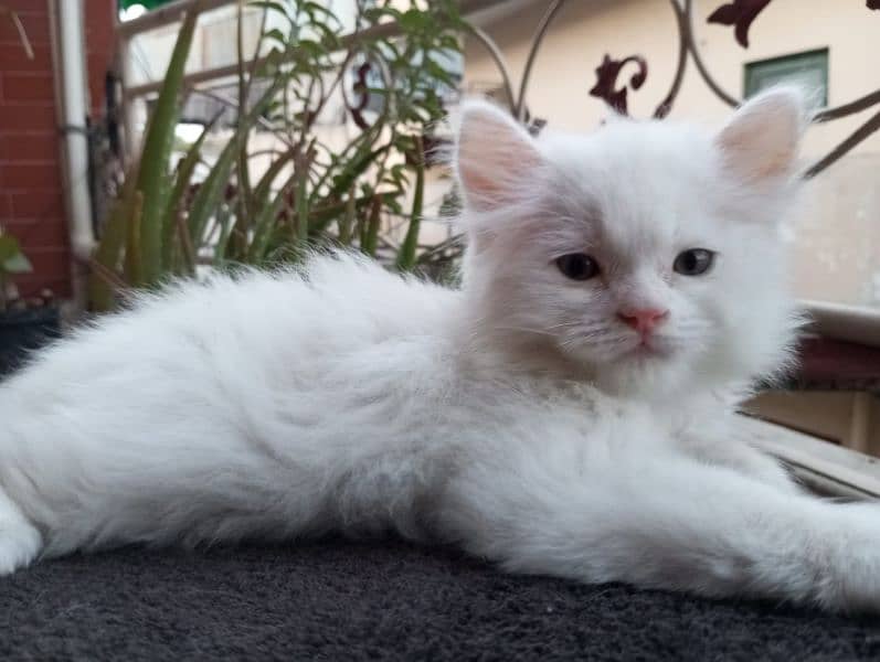 50 days white and grey pure persian kitten 7
