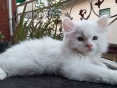 50 days white and grey pure persian kitten