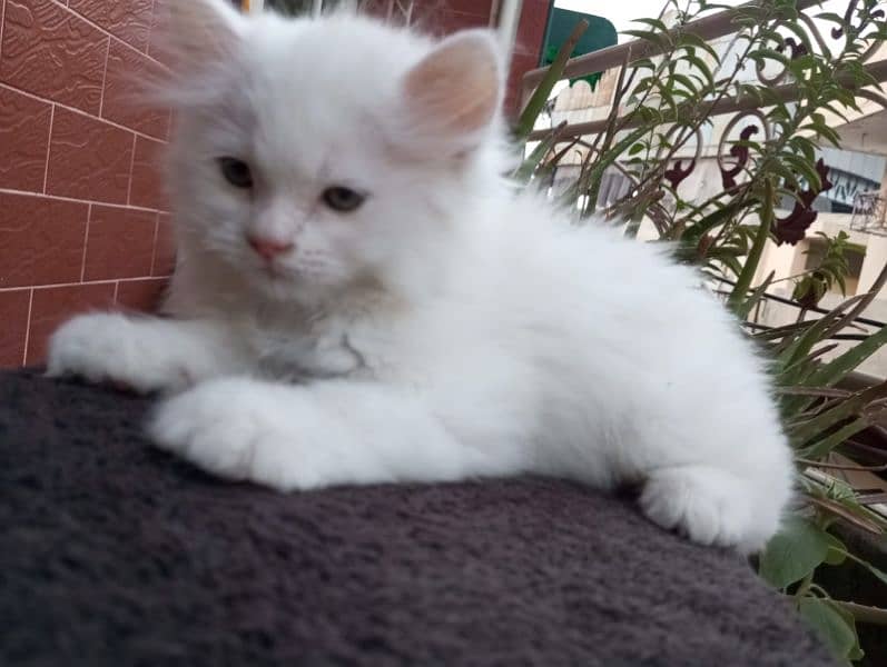 50 days white and grey pure persian kitten 9