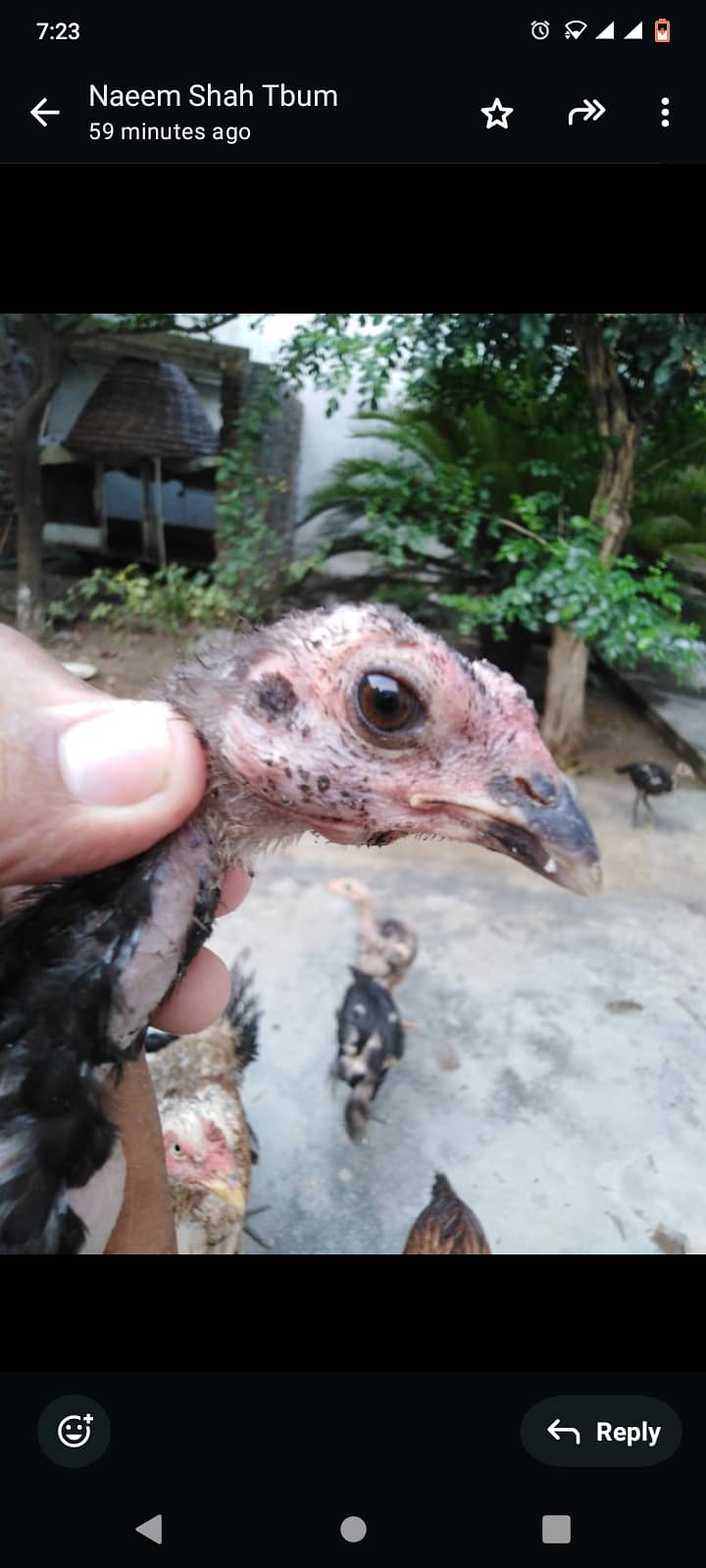 Thai Aseel chicks 03436295201 2
