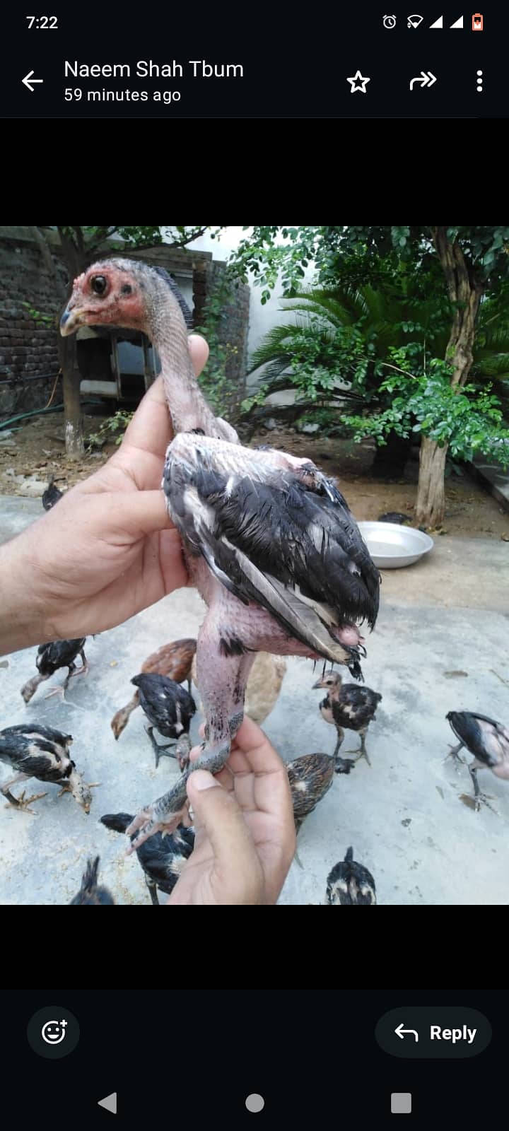 Thai Aseel chicks 03436295201 3