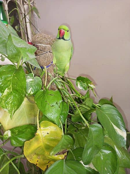 ringneck parrot mitho 2