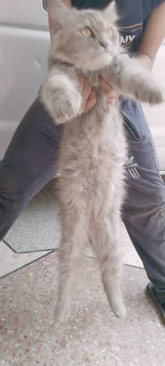 Persian cat for sale