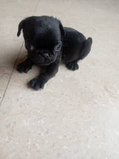Black Pugs and Faun Pugs For Sale