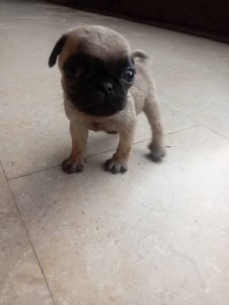Black Pugs and Faun Pugs For Sale 1