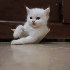Selling persian kittens pure white and skin colour 0