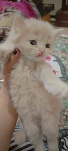 Selling persian kittens pure white and skin colour 1