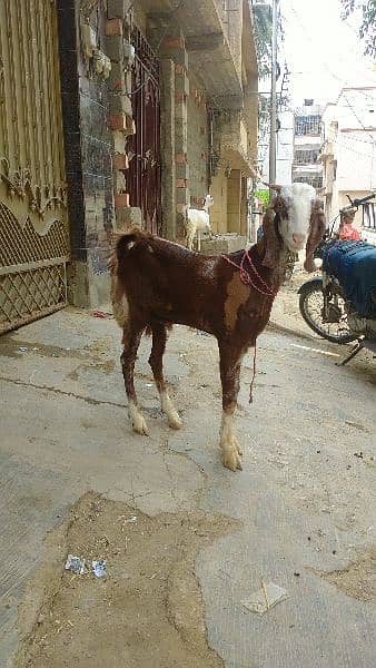 Desi vip Bakra 0