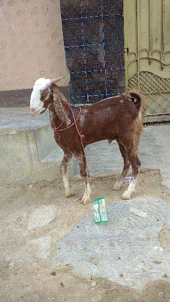 Desi vip Bakra 1