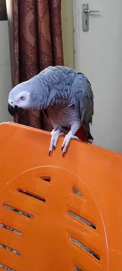 Gray Parrot 0