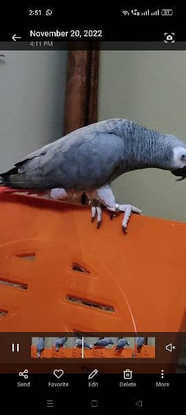 Gray Parrot 1