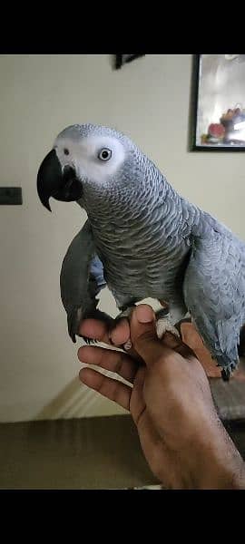 Gray Parrot 2