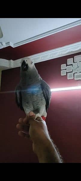 Gray Parrot 5