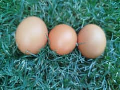 Lohmann brown & Rock Plymouth fertile eggs 0