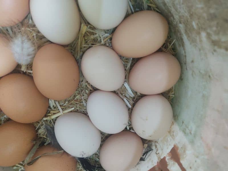 Lohmann brown & Rock Plymouth fertile eggs 1