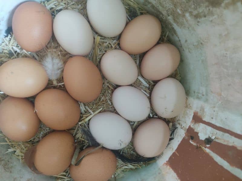Lohmann brown & Rock Plymouth fertile eggs 2