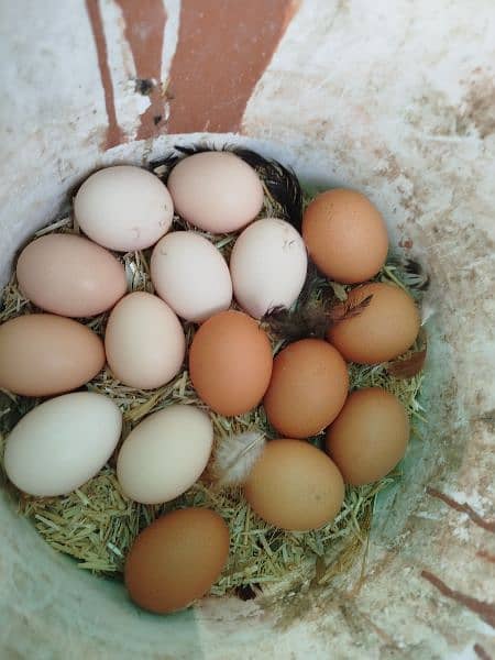 Lohmann brown & Rock Plymouth fertile eggs 3