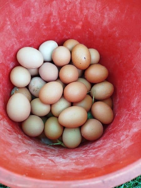 Lohmann brown & Rock Plymouth fertile eggs 4