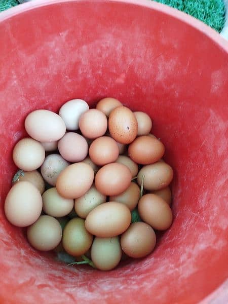 Lohmann brown & Rock Plymouth fertile eggs 5