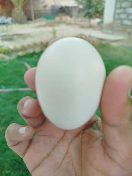 Lohmann brown & Rock Plymouth fertile eggs 6