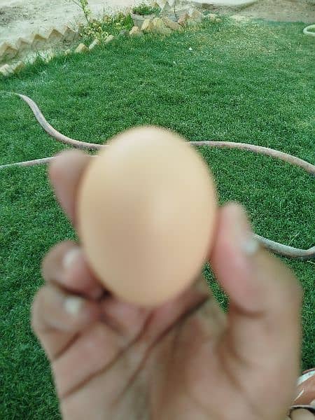 Lohmann brown & Rock Plymouth fertile eggs 7