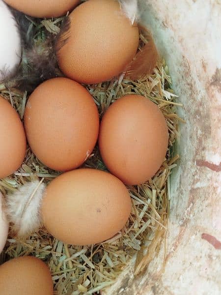 Lohmann brown & Rock Plymouth fertile eggs 8