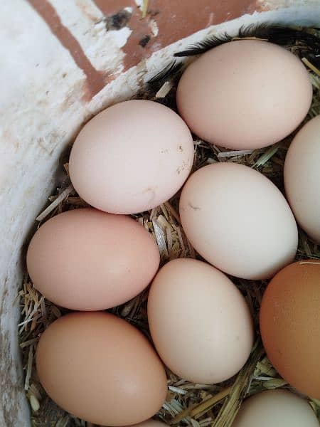 Lohmann brown & Rock Plymouth fertile eggs 9