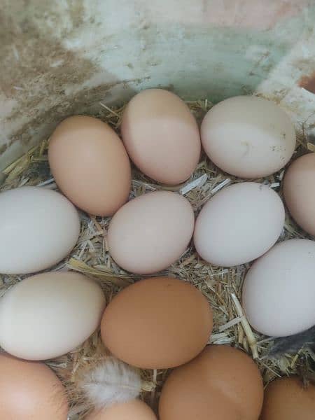 Lohmann brown & Rock Plymouth fertile eggs 10