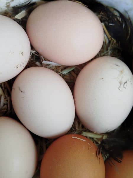 Lohmann brown & Rock Plymouth fertile eggs 11