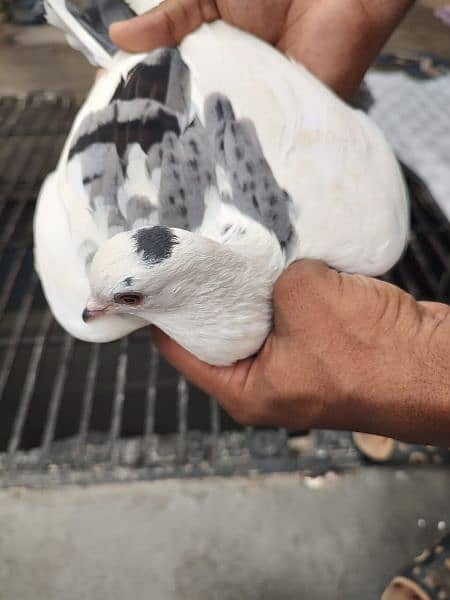 laka pigeon for sale 3