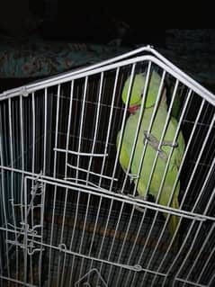 Talking parrots with cage