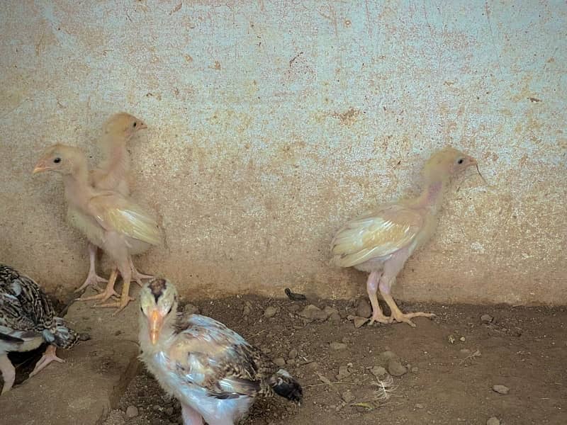 High quality chicks for sale 3