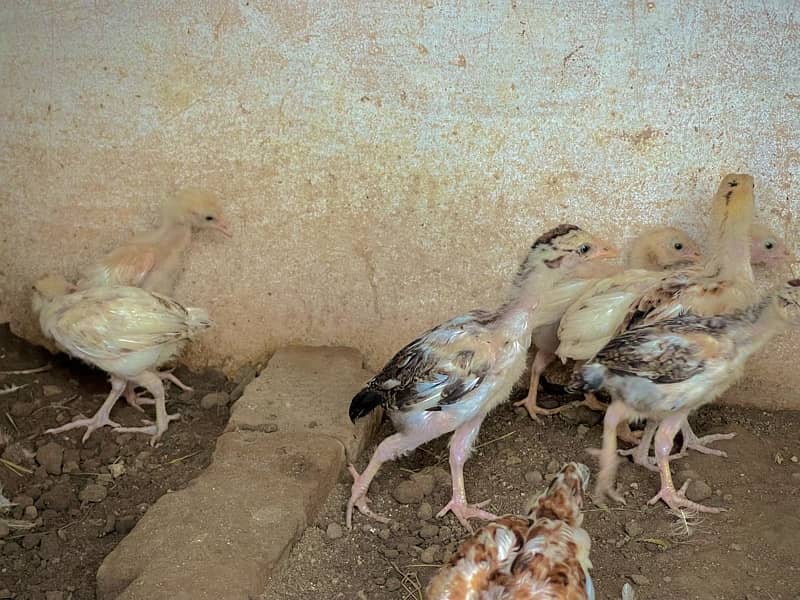 High quality chicks for sale 4