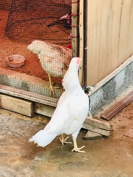 pure papper white heera parrot beak female 1