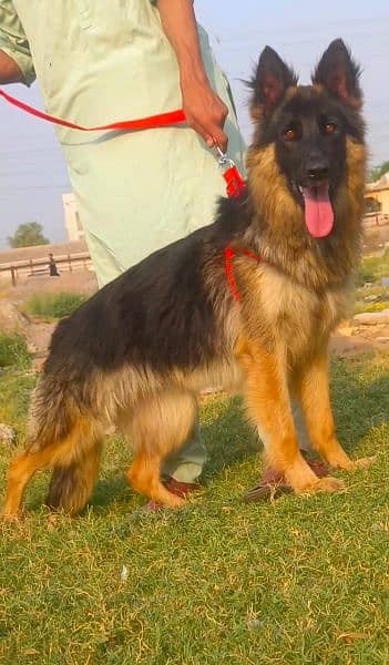 German Shepherd female full long Cort show quality for sale 2