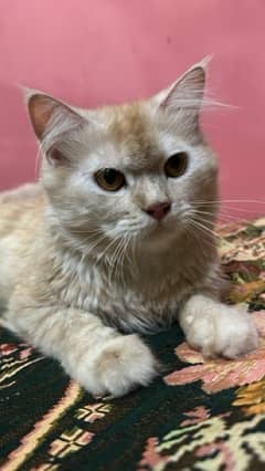 perisian male cat brown color for sell