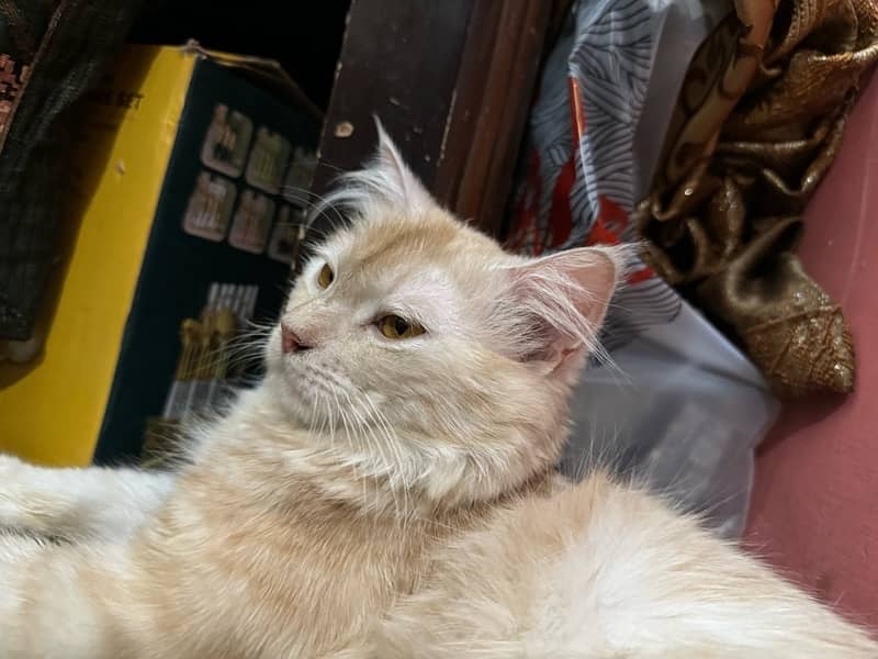 perisian male cat brown color for sell 1