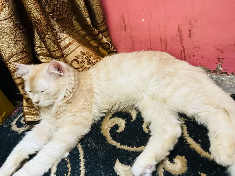 perisian male cat brown color for sell 7