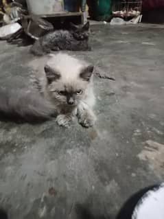 Persian kitten hilamiyan+Greg