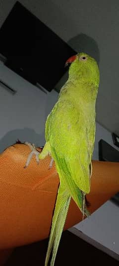 pair of parrots in afforable prices