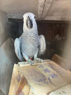 African grey adult parrot